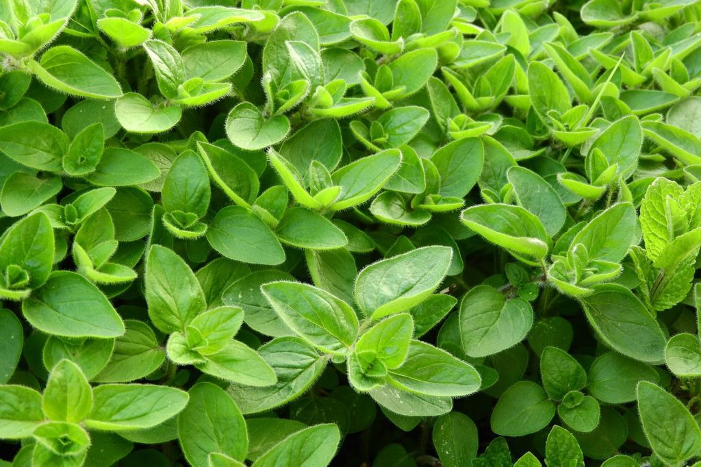 marjoram-2370814_1280